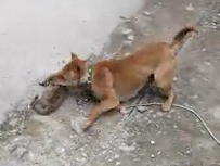 农村有人用小猫来训练猎犬，小猫被狗撕咬致死。