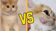 瞎JB养猫也是<span style='color:red;'>虐猫</span>行为，给猫美容给猫打玻尿酸？