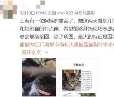 广东江门24小时猫咪大救援，揭开“食猫”黑市一角